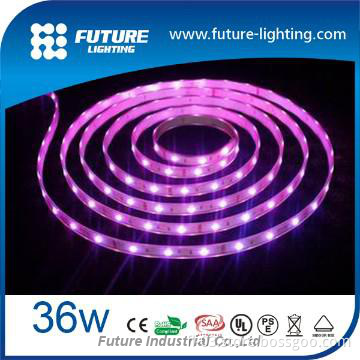 DC12V 5m roll cheap white 5500k led flexible strip light 3528